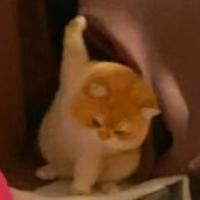̆T