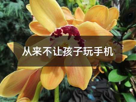 從來不讓孩子玩手機
