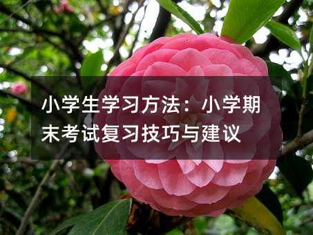 小學(xué)生學(xué)習(xí)方法:小學(xué)期末考試復(fù)習(xí)技巧與建議