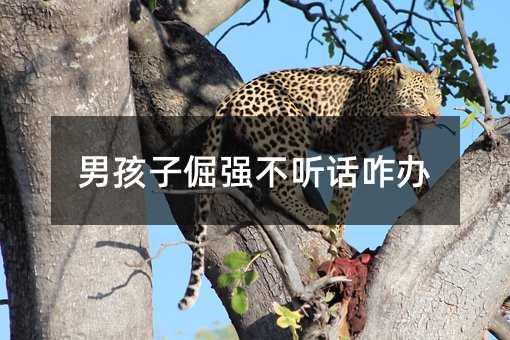 男孩子倔強(qiáng)不聽話咋辦