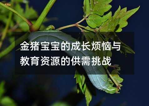 金豬寶寶的成長煩惱與教育資源的供需挑戰(zhàn)