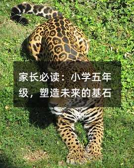 家長必讀:小學(xué)五年級,塑造未來的基石
