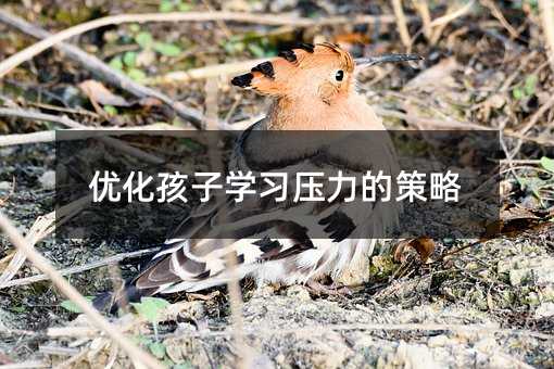優化孩子學習壓力的策略