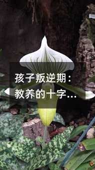 孩子叛逆期:教養(yǎng)的十字路口