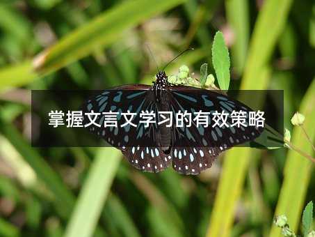 掌握文言文學習的有效策略