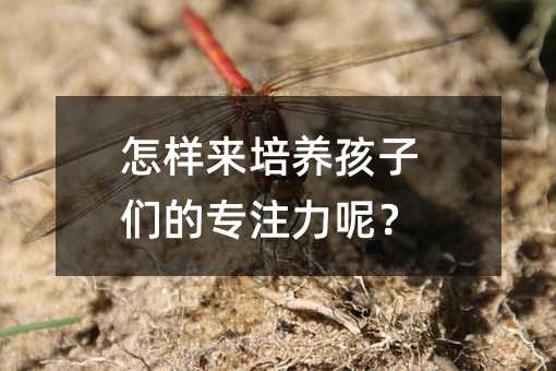 怎樣來培養(yǎng)孩子們的專注力呢?