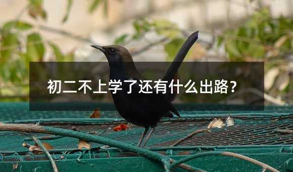 初二不上學了還有什么出路?