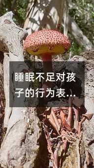 睡眠不足對孩子的行為表現(xiàn)和學(xué)習(xí)能力產(chǎn)生的影響