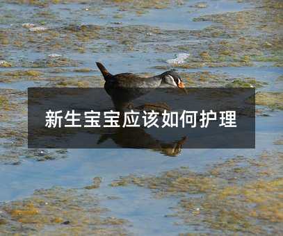 新生寶寶應該如何護理