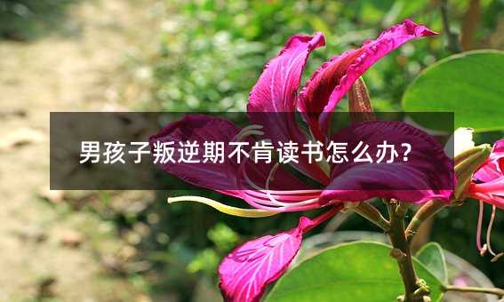 男孩子叛逆期不肯讀書怎么辦?