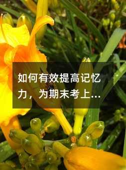 如何有效提高記憶力,為期末考上保險