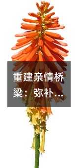 重建親情橋梁:彌補情感空缺的藝術