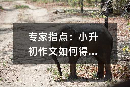 專家指點(diǎn):小升初作文如何得高分