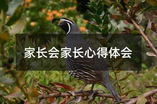 家長(zhǎng)會(huì)家長(zhǎng)心得體會(huì)
