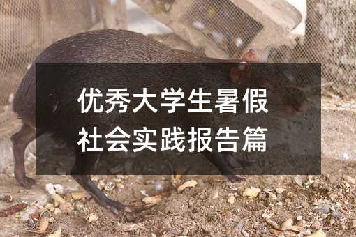 優秀大學生暑假社會實踐報告篇