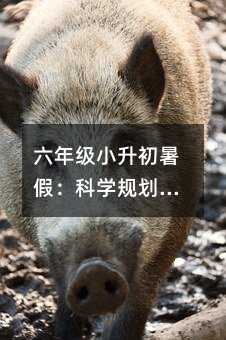 六年級小升初暑假:科學規劃,輕松過渡初中的關鍵一步