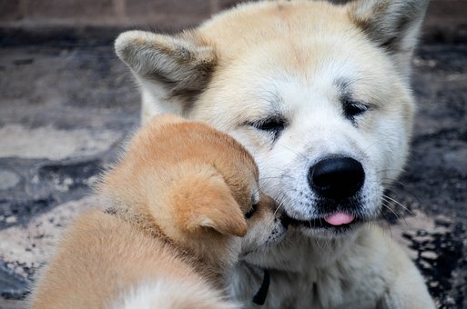 3. 父母的教育對何厚鏵的影響