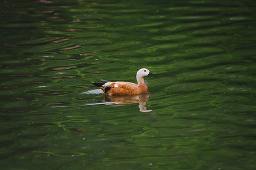 3��ÿ��(g��)�W(xu��)��߀��(y��ng)�ƶ��������ƵĽ���Ӌ(j��)����