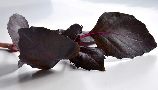 Ӣ�Z�̎����L���l(f��)�Ը�