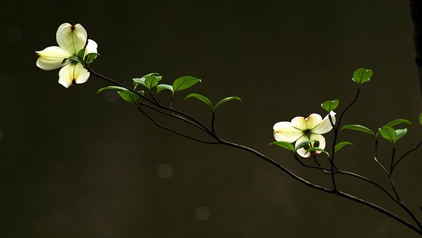 HcഺڵŮͨ