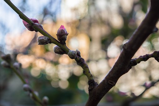 �Ĵ����g�WԺ��B