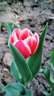 專家建議:家長對高三生沒必要搞特殊化