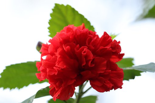 �t(y��)�W(xu��)��ˎӢ�Z�~�R(Q-R)