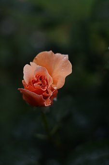 孩子抗壓能力弱怎么提高