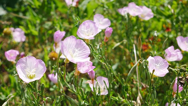 一年級(jí)語(yǔ)文教學(xué)中的輔導(dǎo)策略與學(xué)習(xí)興趣培養(yǎng)