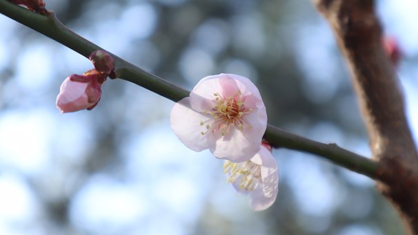 小學(xué)語(yǔ)文閱讀:從“讀過(guò)”到“讀懂”的實(shí)用方法
