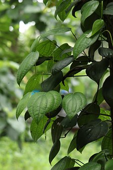 2017�����п����L�f�����f�@6��Ԓ