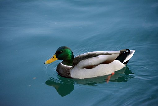 һLrg