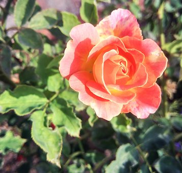 ���꼉�σԻ��W֪�R�c���̰�