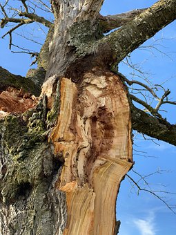 小學語文知識點總結:議論文閱讀