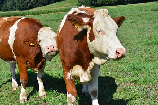 ���L�n�ã����ӵ���˼��ô�£�