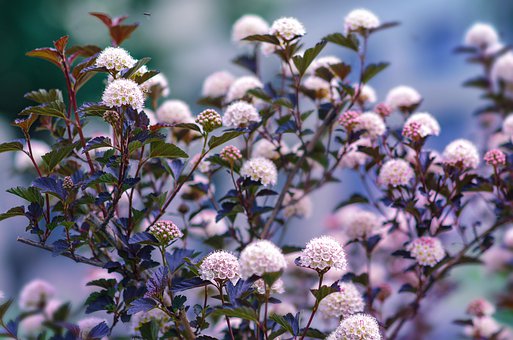 小學(xué)生英語教學(xué)設(shè)計(jì)