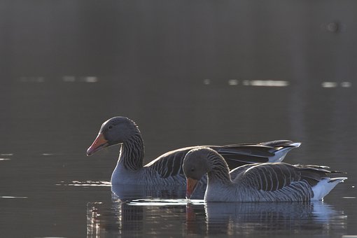 ���ظ���Ӣ�Z���Ɇ����~�����ĺ����ᆖ�������L�y��ĵ׌�߉݋