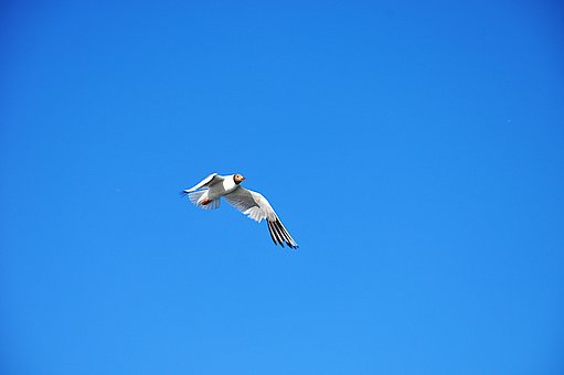 ʮqıF