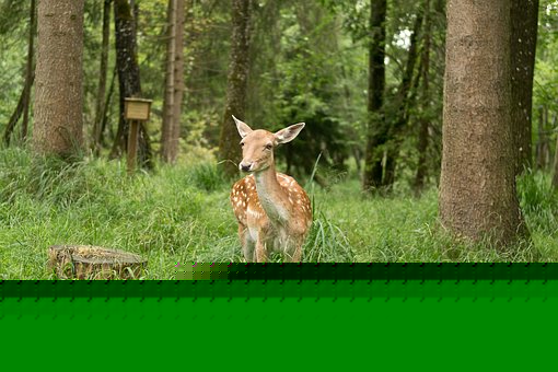 中考倒計時:從“慌張”到“掌控”,一份初三下學期的硬核提分指南