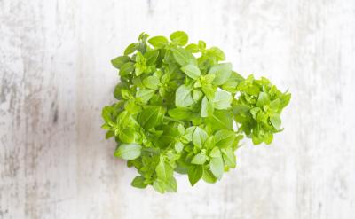 ������ڌW����ӑՓ�Ļ��A������ȫ��Ŀ�...