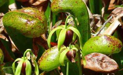 篇7:優(yōu)化語文閱讀能力的策略