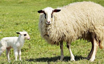 (2)培養(yǎng)學(xué)生觀察、記憶、思維、想象及語言...