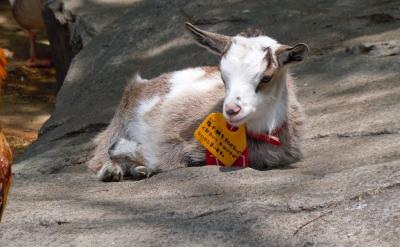 只有自己勇于“跨界”學習,才能踐行“學科...