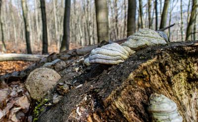 閱讀是英語(yǔ)學(xué)習(xí)的一個(gè)重要方面,閱讀能力是...