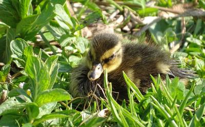 我認為馬克思主義哲學能指導我們從理論上、...